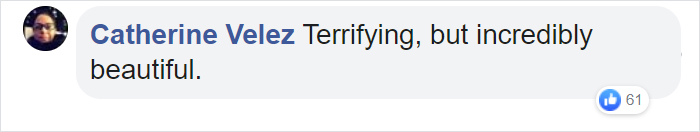 Wasps Are Building Massive "Super Nests" In Alabama And People Are Frightened Wasps Are Building Massive "Super Nests" In Alabama And People Are Frightened