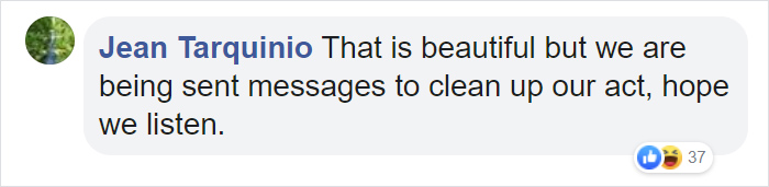 Wasps Are Building Massive "Super Nests" In Alabama And People Are Frightened Wasps Are Building Massive "Super Nests" In Alabama And People Are Frightened
