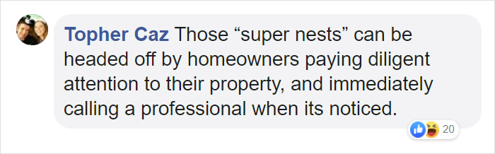 Wasps Are Building Massive "Super Nests" In Alabama And People Are Frightened