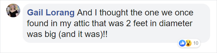 Wasps Are Building Massive "Super Nests" In Alabama And People Are Frightened Wasps Are Building Massive "Super Nests" In Alabama And People Are Frightened