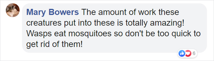 Wasps Are Building Massive "Super Nests" In Alabama And People Are Frightened Wasps Are Building Massive "Super Nests" In Alabama And People Are Frightened