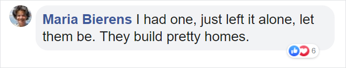 Wasps Are Building Massive "Super Nests" In Alabama And People Are Frightened Wasps Are Building Massive "Super Nests" In Alabama And People Are Frightened