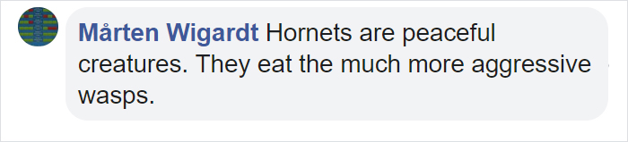 Wasps Are Building Massive "Super Nests" In Alabama And People Are Frightened Wasps Are Building Massive "Super Nests" In Alabama And People Are Frightened