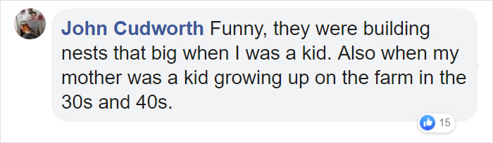 Wasps Are Building Massive "Super Nests" In Alabama And People Are Frightened Wasps Are Building Massive "Super Nests" In Alabama And People Are Frightened
