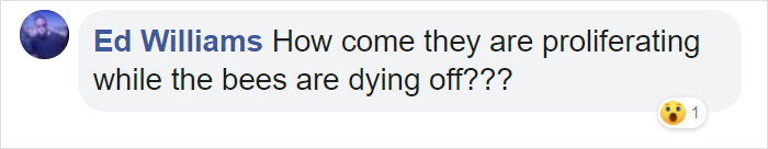 Wasps Are Building Massive "Super Nests" In Alabama And People Are Frightened