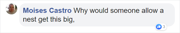 Wasps Are Building Massive "Super Nests" In Alabama And People Are Frightened Wasps Are Building Massive "Super Nests" In Alabama And People Are Frightened