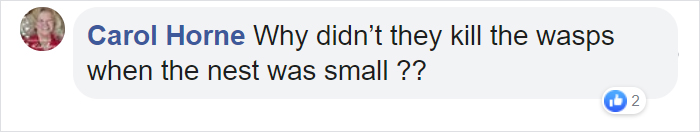 Wasps Are Building Massive "Super Nests" In Alabama And People Are Frightened Wasps Are Building Massive "Super Nests" In Alabama And People Are Frightened