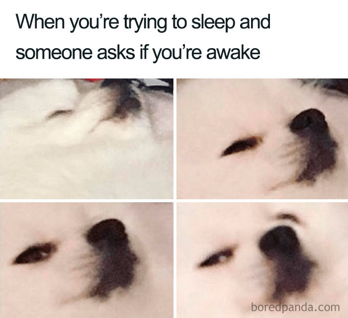Close-up of a white dog with sleepy eyes in a funny sleeping meme showing reluctant awakening expressions.