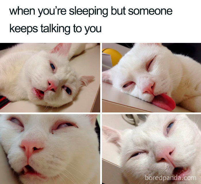 White cat making funny sleepy faces, humorously depicting the struggle of being disturbed while sleeping.
