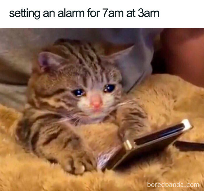 Crying cat holding a phone, representing a funny sleeping meme.