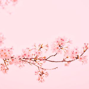 weeb-girl-hun avatar