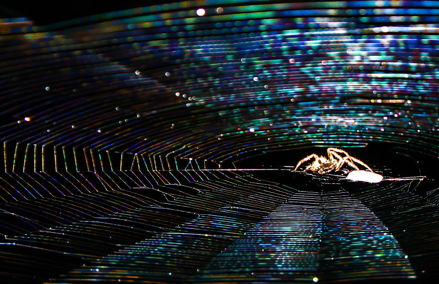 I Create Photography With What I Find In My Yard. I Create Photography With What I Find In My Yard.