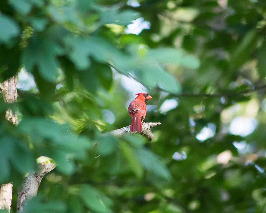 I Create Photography With What I Find In My Yard.