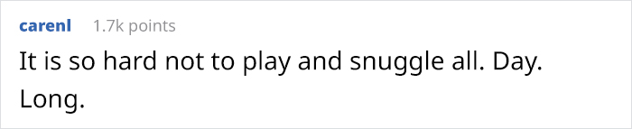 Company Adopts 2 Office Kittens, Debit And Credit, To Boost Employee Morale, Succeeds Perfectly (21 Pics) Company Adopts 2 Office Kittens, Debit And Credit, To Boost Employee Morale, Succeeds Perfectly (21 Pics)