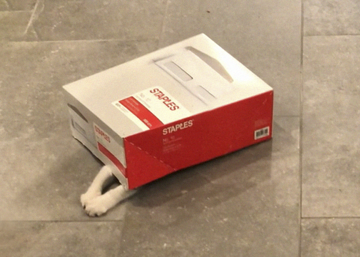 Una compañía adopta a 2 gatos (Débito y Crédito) en la oficina para subir la moral a los empleados (21 fotos)