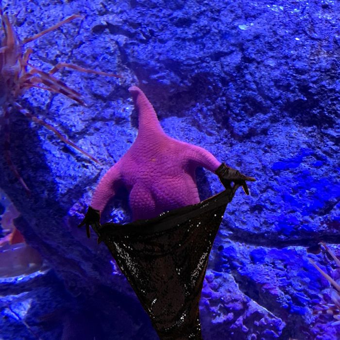 Patrick-Starfish-Photoshop-Battle