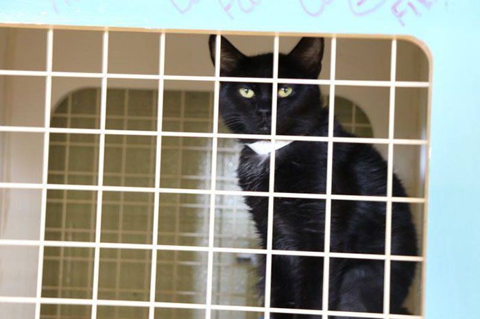 Indiana City Police Department Allows People To Pay Off Their Parking Tickets By Donating Cat Food Indiana City Police Department Allows People To Pay Off Their Parking Tickets By Donating Cat Food