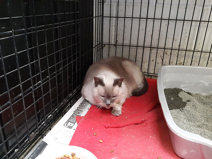 Indiana City Police Department Allows People To Pay Off Their Parking Tickets By Donating Cat Food Indiana City Police Department Allows People To Pay Off Their Parking Tickets By Donating Cat Food