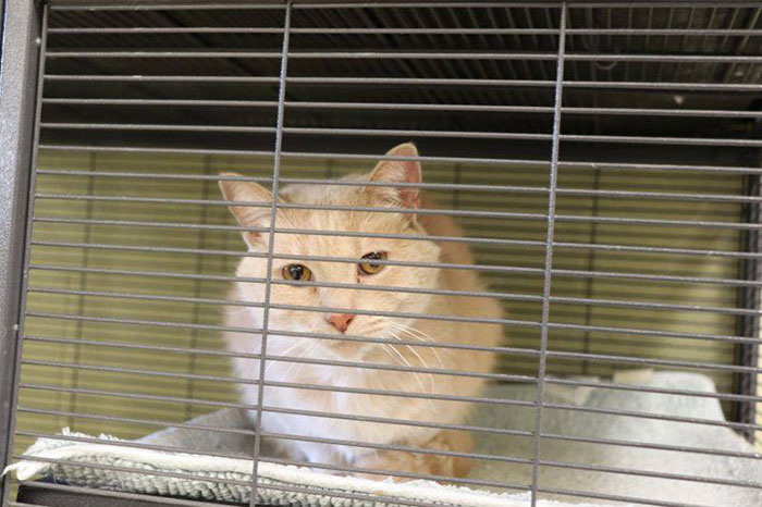 Indiana City Police Department Allows People To Pay Off Their Parking Tickets By Donating Cat Food Indiana City Police Department Allows People To Pay Off Their Parking Tickets By Donating Cat Food