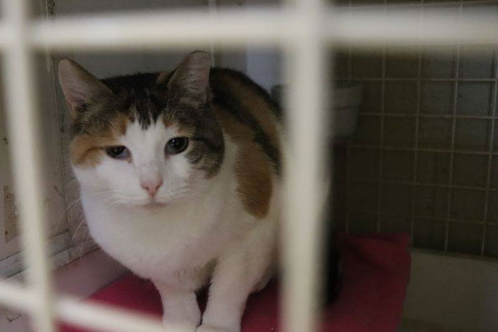 Indiana City Police Department Allows People To Pay Off Their Parking Tickets By Donating Cat Food Indiana City Police Department Allows People To Pay Off Their Parking Tickets By Donating Cat Food