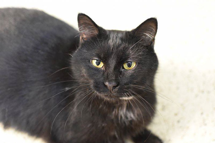 Indiana City Police Department Allows People To Pay Off Their Parking Tickets By Donating Cat Food Indiana City Police Department Allows People To Pay Off Their Parking Tickets By Donating Cat Food