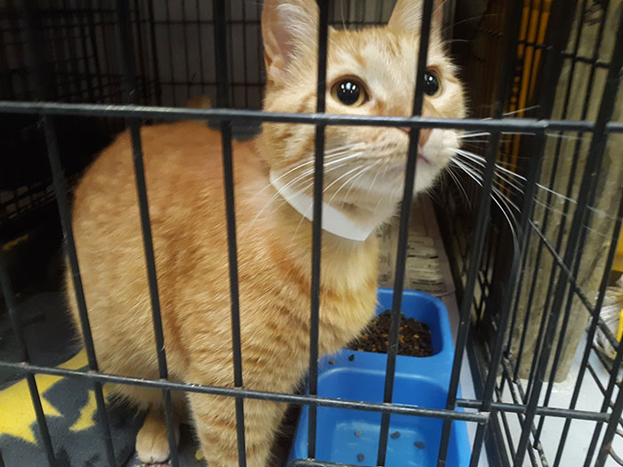 Indiana City Police Department Allows People To Pay Off Their Parking Tickets By Donating Cat Food Indiana City Police Department Allows People To Pay Off Their Parking Tickets By Donating Cat Food