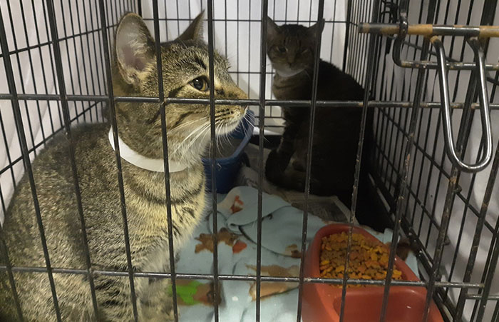 Indiana City Police Department Allows People To Pay Off Their Parking Tickets By Donating Cat Food