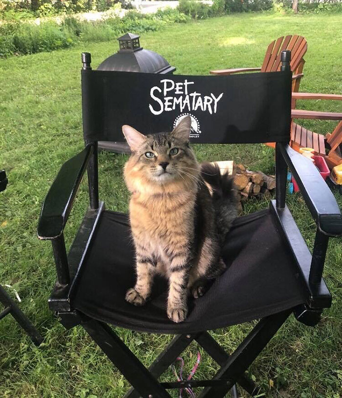 Stephen King&rsquo;s Pet Sematary Remake Had Cats From Shelters Who Were Trained To Become Cat Actors