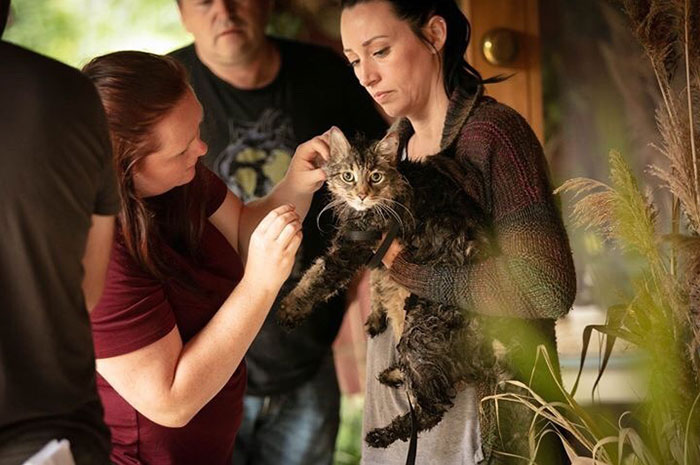 Stephen King&rsquo;s Pet Sematary Remake Had Cats From Shelters Who Were Trained To Become Cat Actors