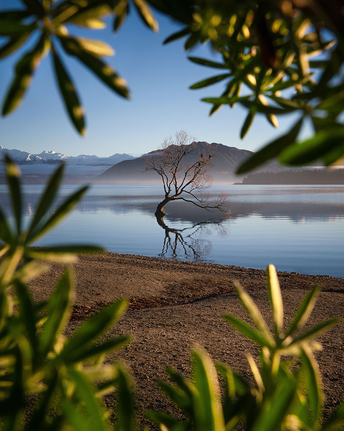 That Wanaka Tree
