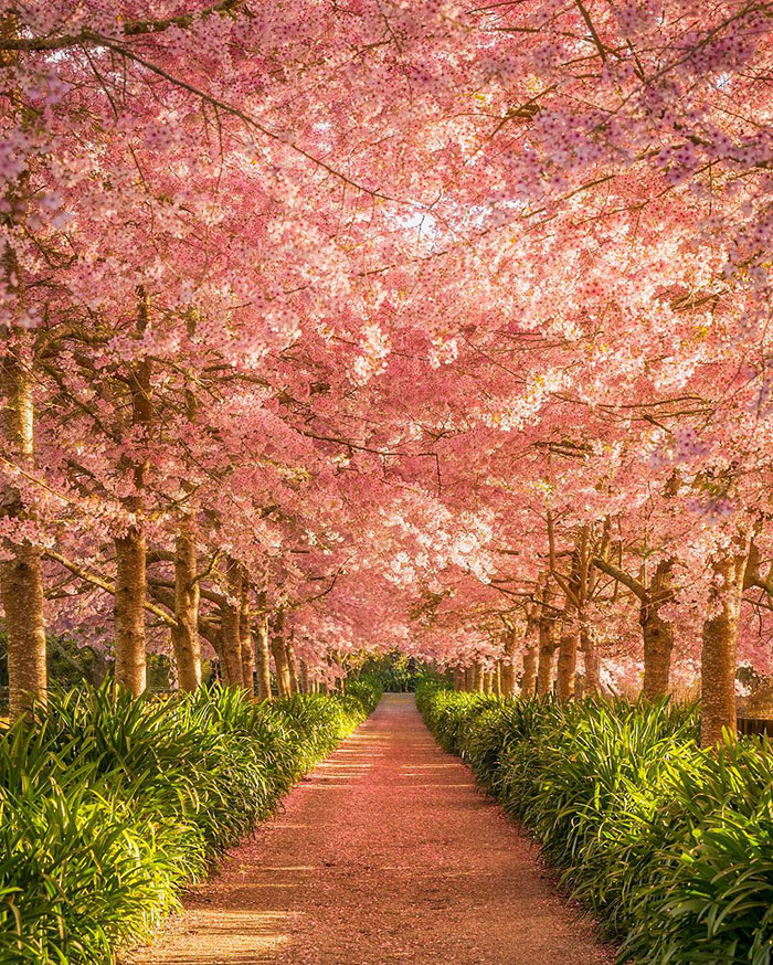 Cherry Blossoms In Waikato