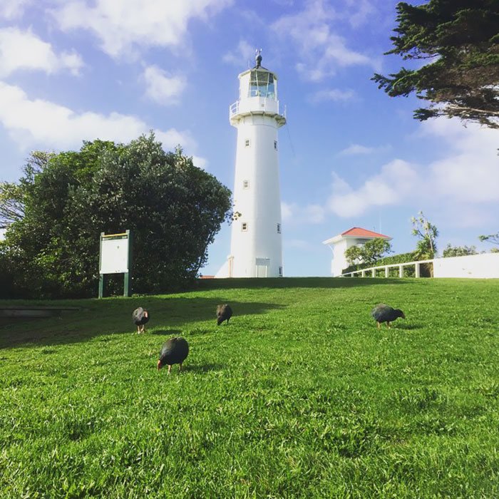 Tiritiri Matangi Island
