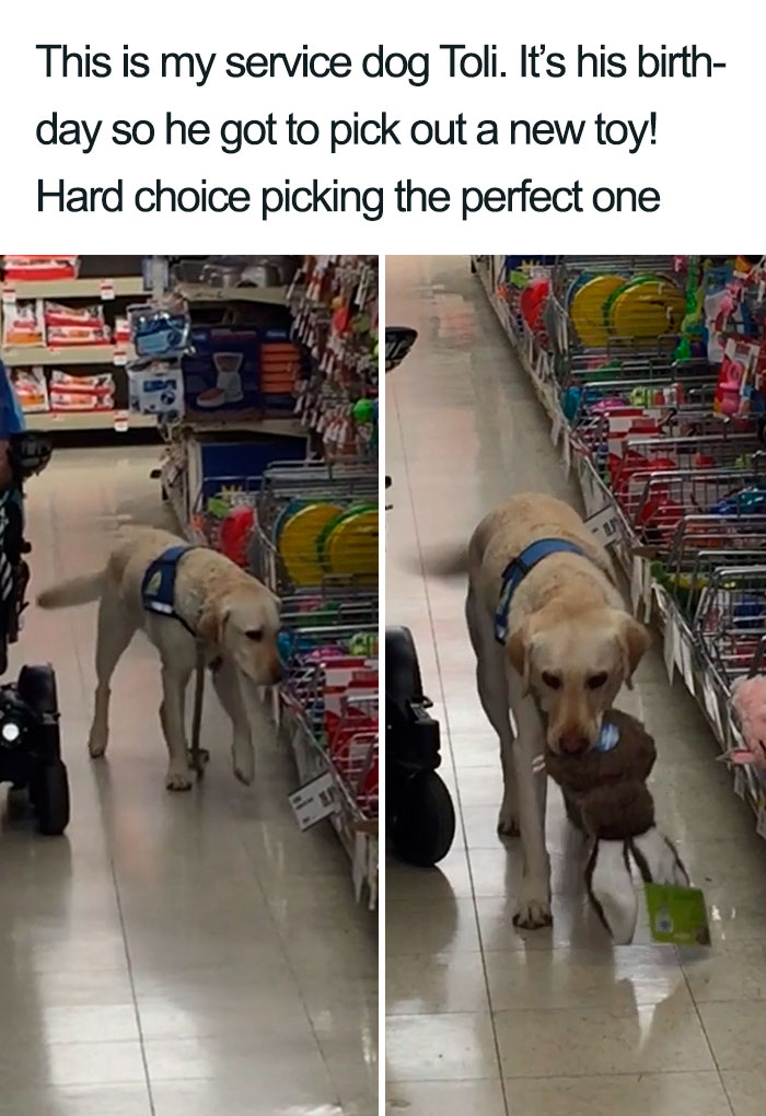 Wholesome-Dog-Posts