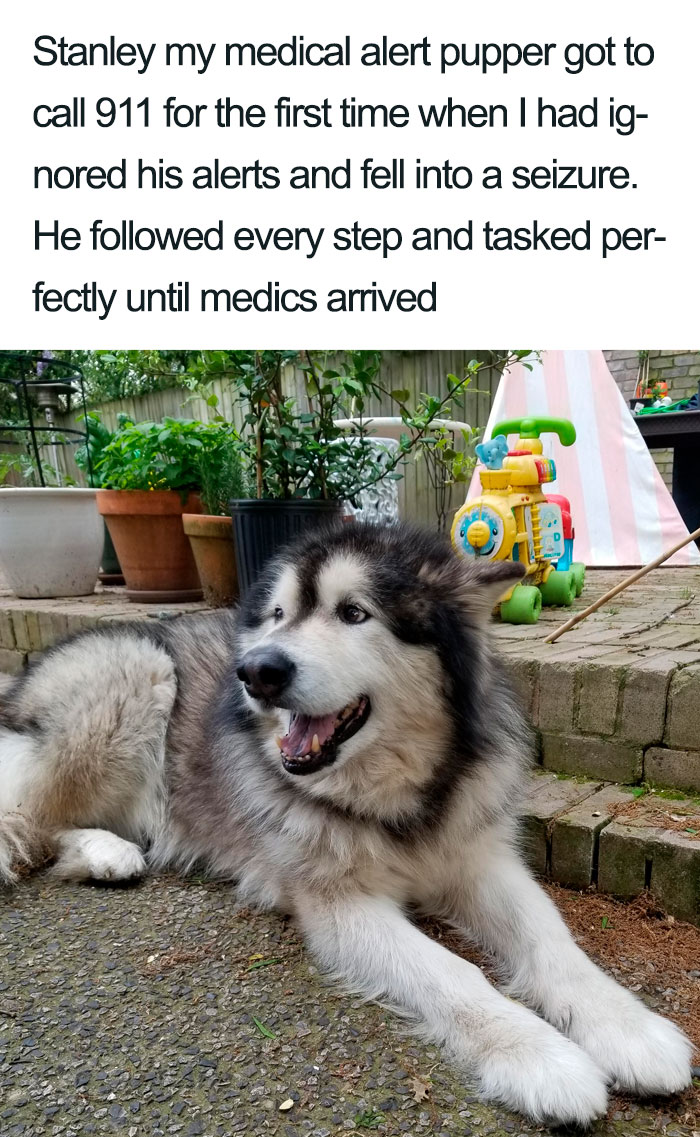 Wholesome-Dog-Posts