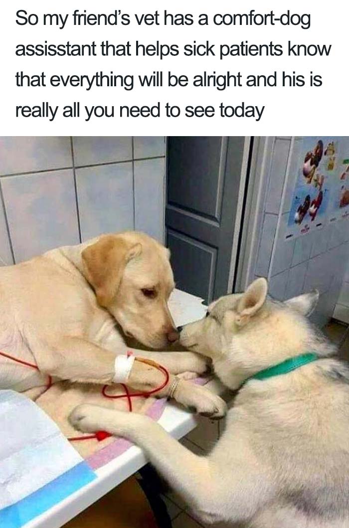Wholesome-Dog-Posts