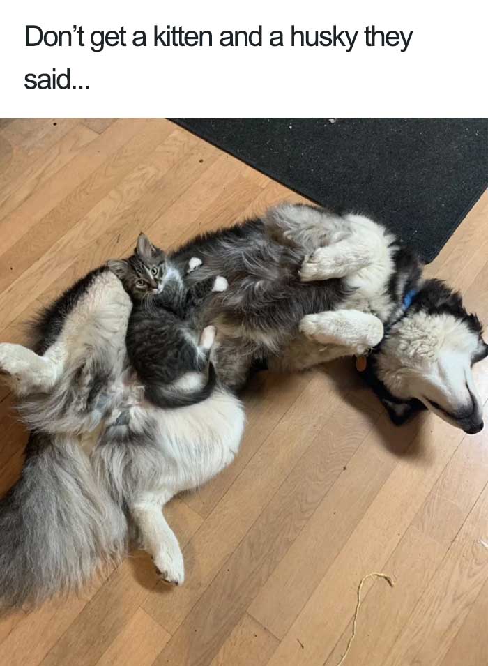 Wholesome-Dog-Posts