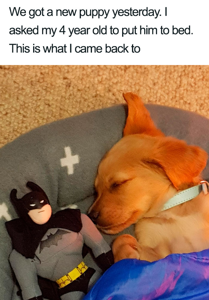 Wholesome-Dog-Posts