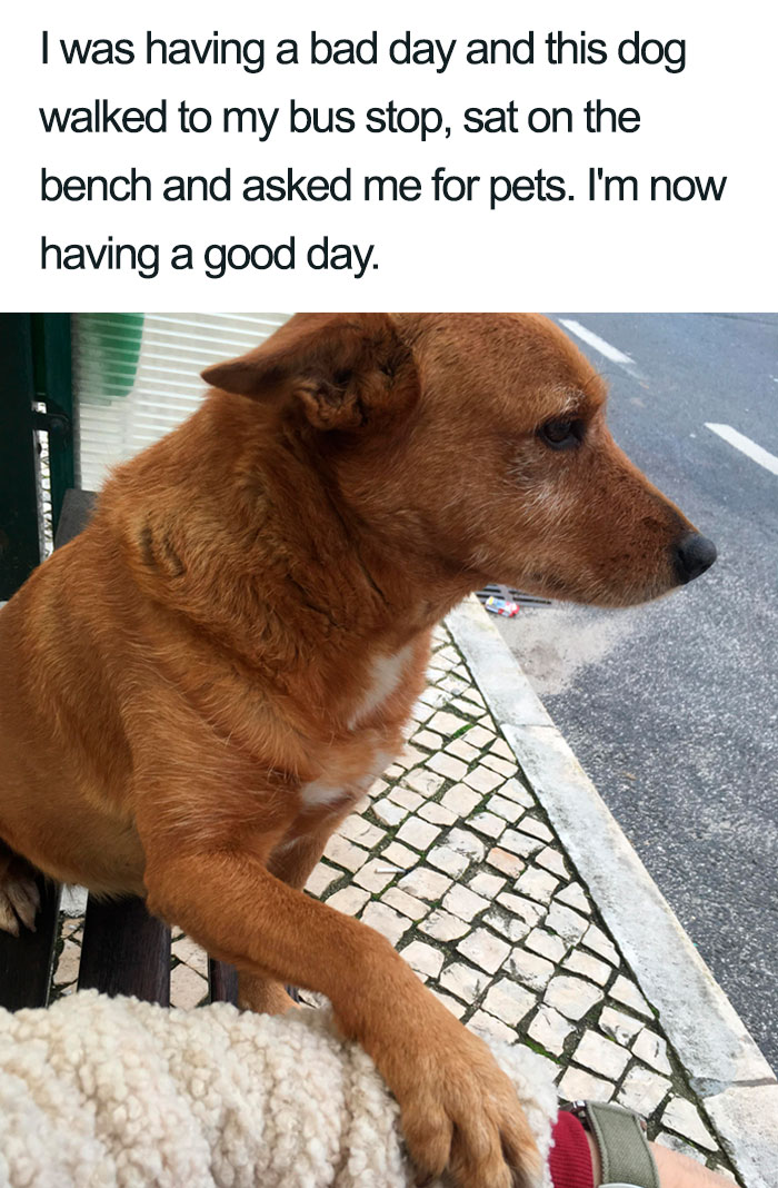 Wholesome-Dog-Posts