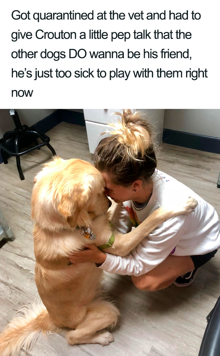 Wholesome-Dog-Posts