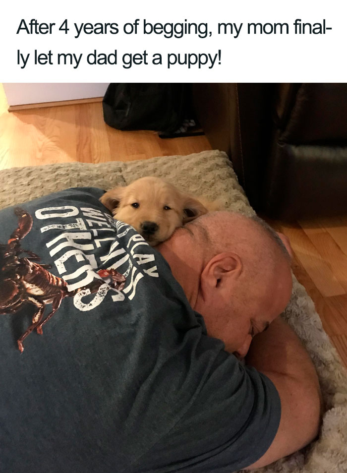Wholesome-Dog-Posts