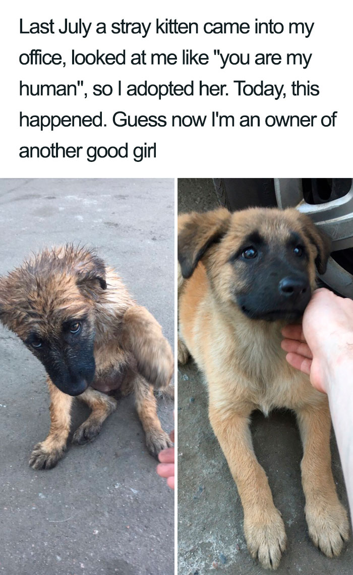 Wholesome-Dog-Posts
