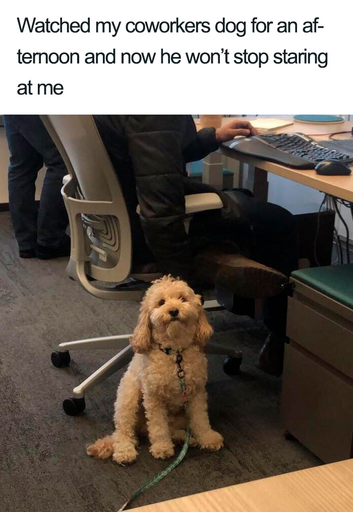 Wholesome-Dog-Posts