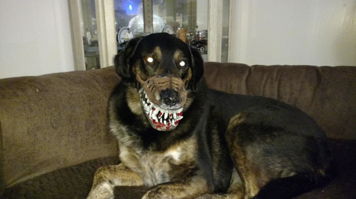 Scary dog. Плохая собака. Плохой песик.