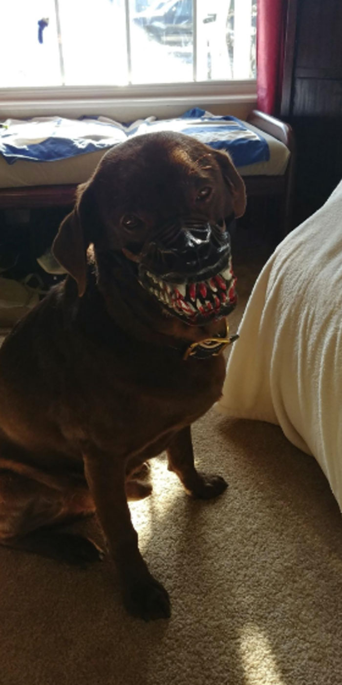 Scary-Dog-Muzzle-Werewolf