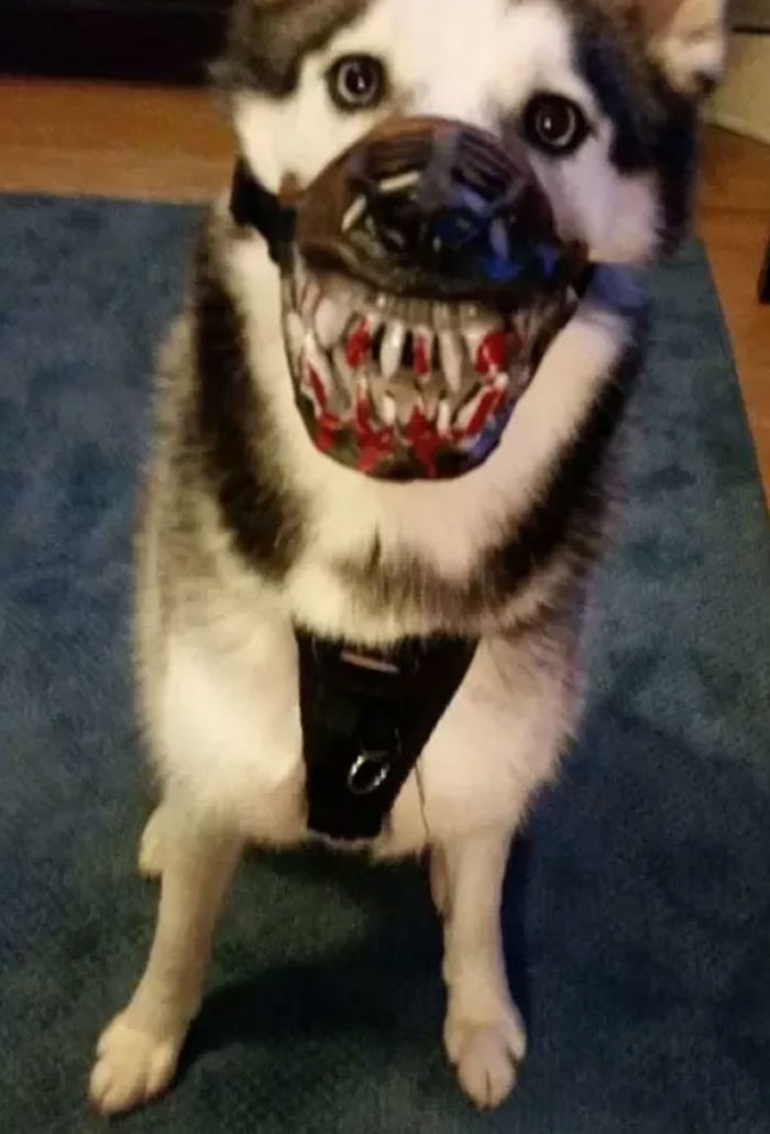 Scary-Dog-Muzzle-Werewolf