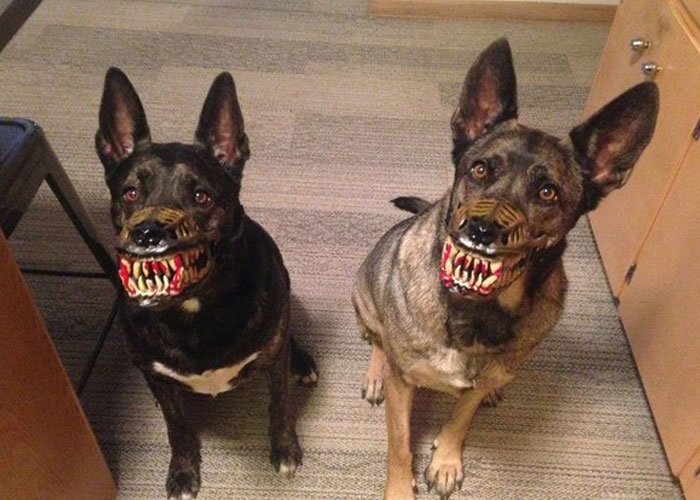 Scary-Dog-Muzzle-Werewolf