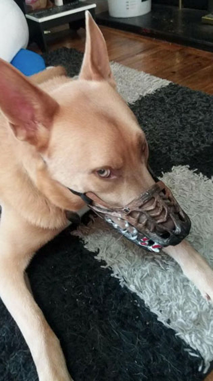 Scary-Dog-Muzzle-Werewolf