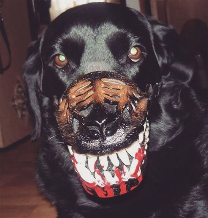 Scary-Dog-Muzzle-Werewolf