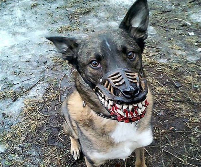 Scary-Dog-Muzzle-Werewolf