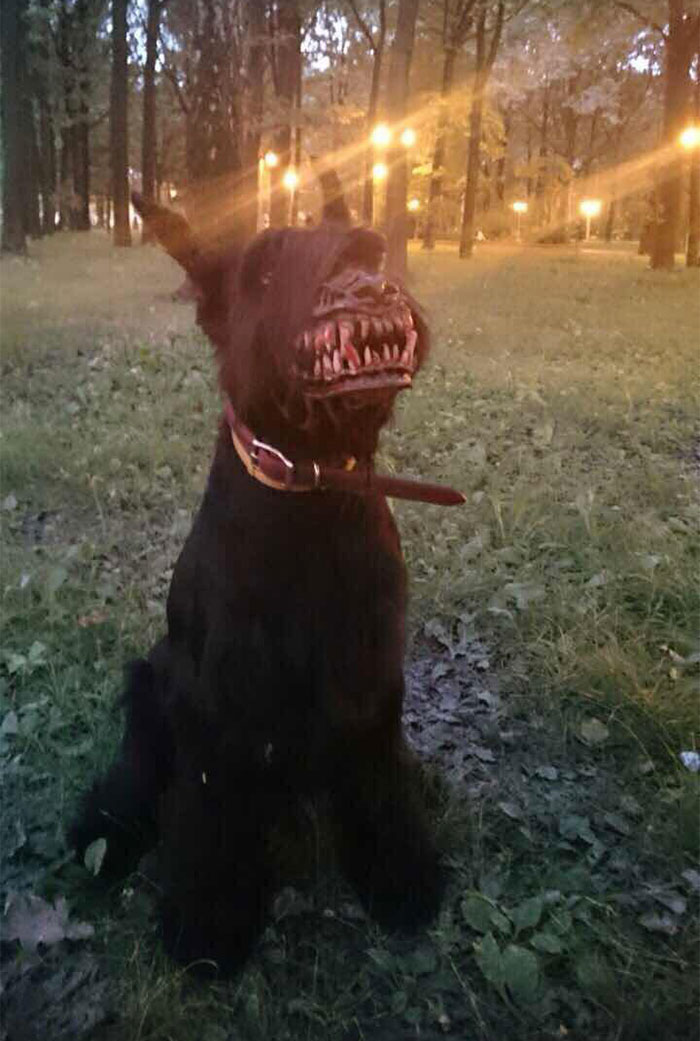 Scary-Dog-Muzzle-Werewolf